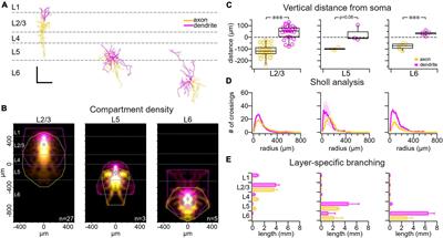 The spike-timing-dependent plasticity of VIP interneurons in motor cortex